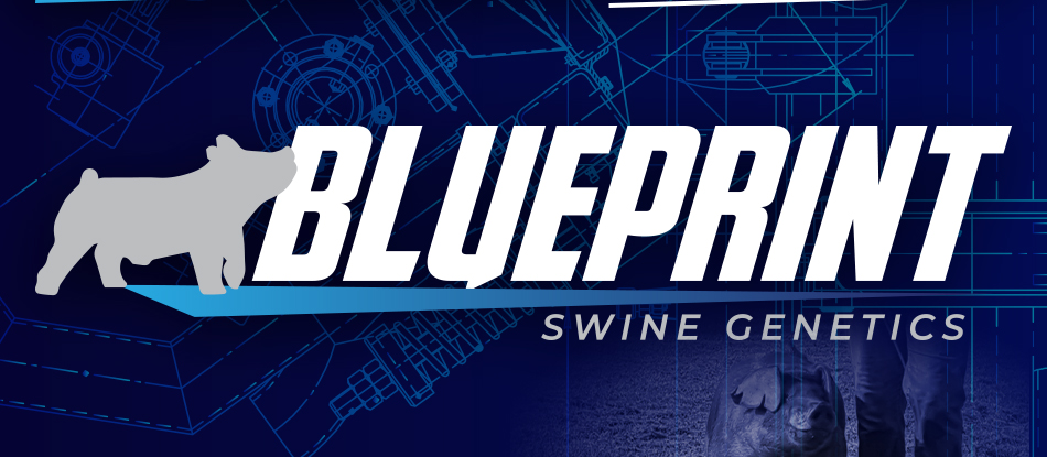 Blueprint Swine Genetics