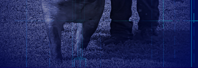 Blueprint Swine Genetics