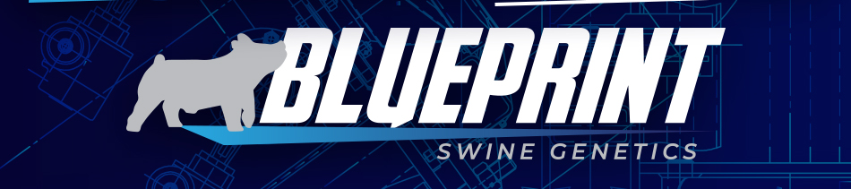 Blueprint Swine Genetics