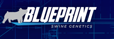 Blueprint Swine Genetics